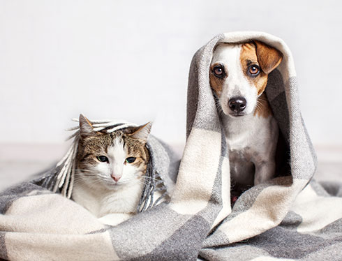 How do cats and dogs are affected by temperature changes?