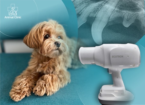 A new dental X-ray has appeared in Animal Clinic in Pechersk