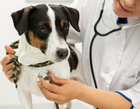 Thyroid disease in dogs and cats