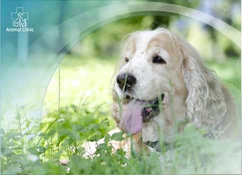 Spring exacerbation of chronic urinary system diseases in animals