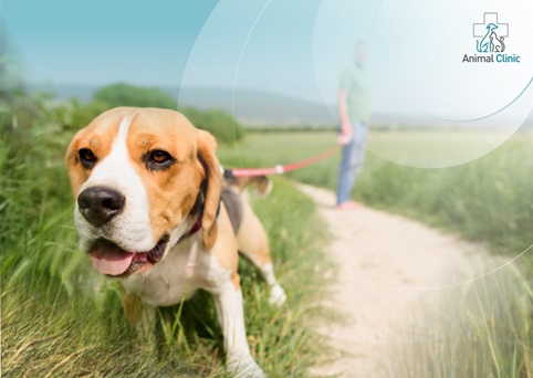 What are awns and why are they dangerous for dogs and cats?