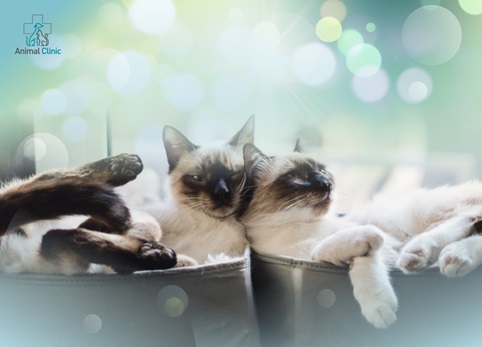 Rules for mating cats