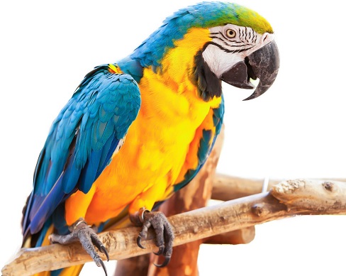 Abnormal beak growth in turtles and parrots