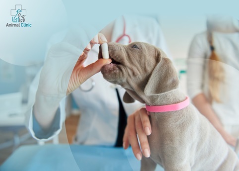 Autumn – the Time for Vitaminization and Immune Support for Pets