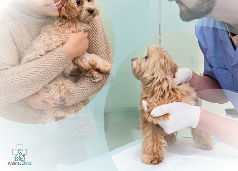 Caring for Four-Legged Friends: Tips for Beginners