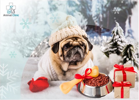 Winter Care Tips for Pets: How to Keep Them Healthy and Comfortable