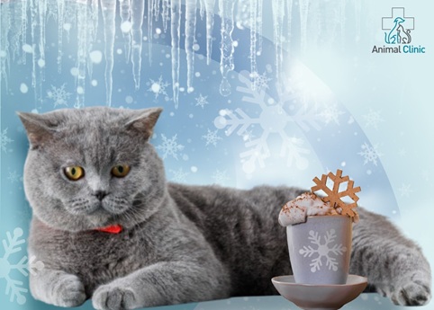 What Illnesses Do Pets Face in Winter, and How Can They Be Protected?