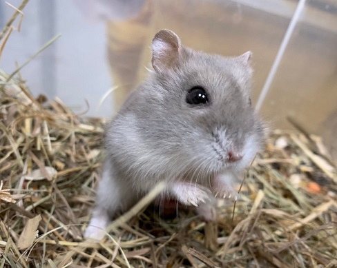 Wounds in rodents and rabbits: how to provide first aid before coming to the clinic?
