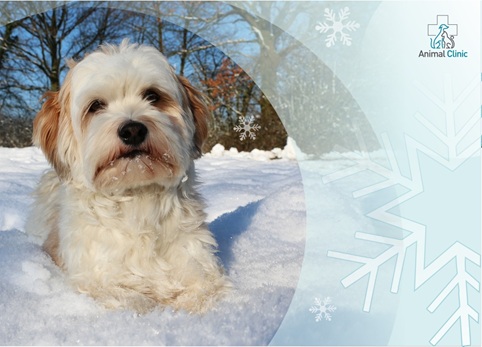 Safe Winter Activities for Dogs
