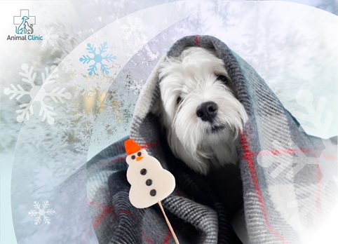 Hypothermia and Frostbite in Pets: How to Recognize and Provide First Aid