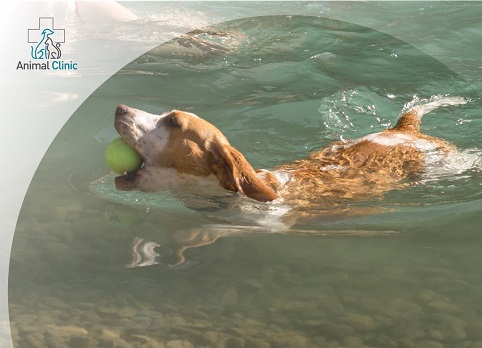 Summer Travel with Your Pet