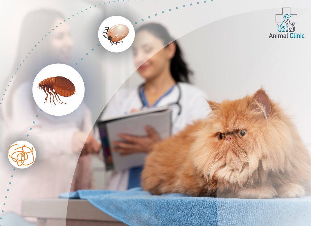 Summer Illnesses in Pets: How to Keep Your Pet Safe