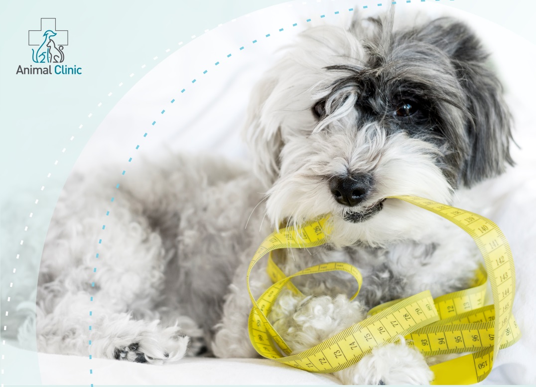 Preventing Obesity in Pets: Physical Activity and a Balanced Diet
