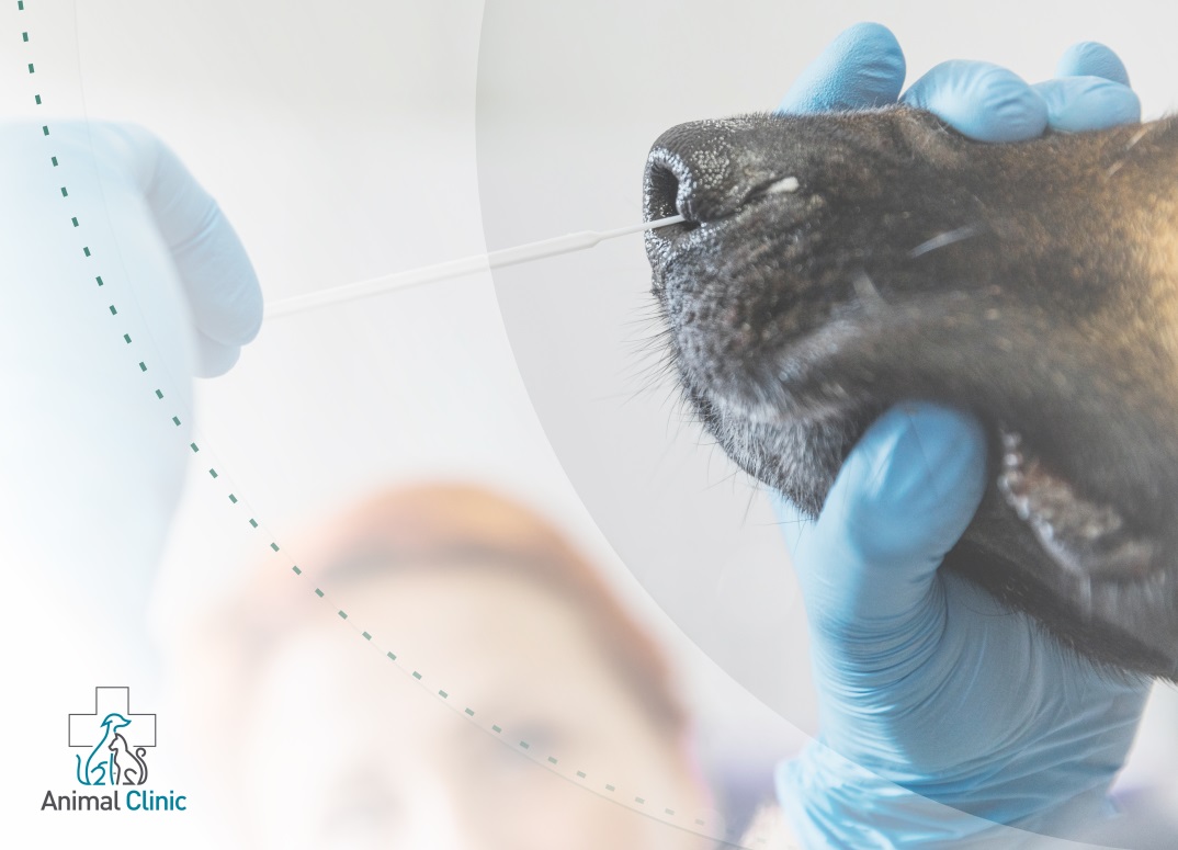 Genetic Testing for Dogs: Diagnosing Hereditary Diseases