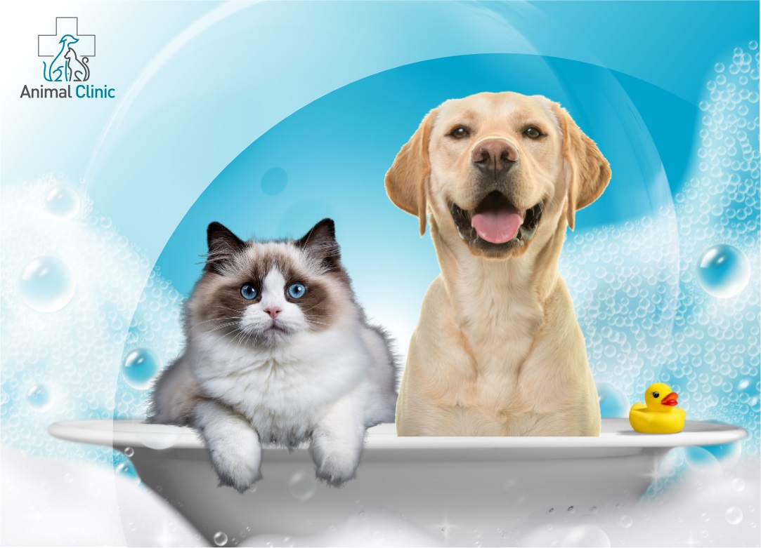 Hydrotherapy for Pet Rehabilitation: Indications and Benefits