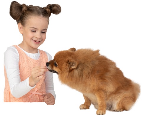 Pamper your pet correctly: how can you treat a dog without harm to health?