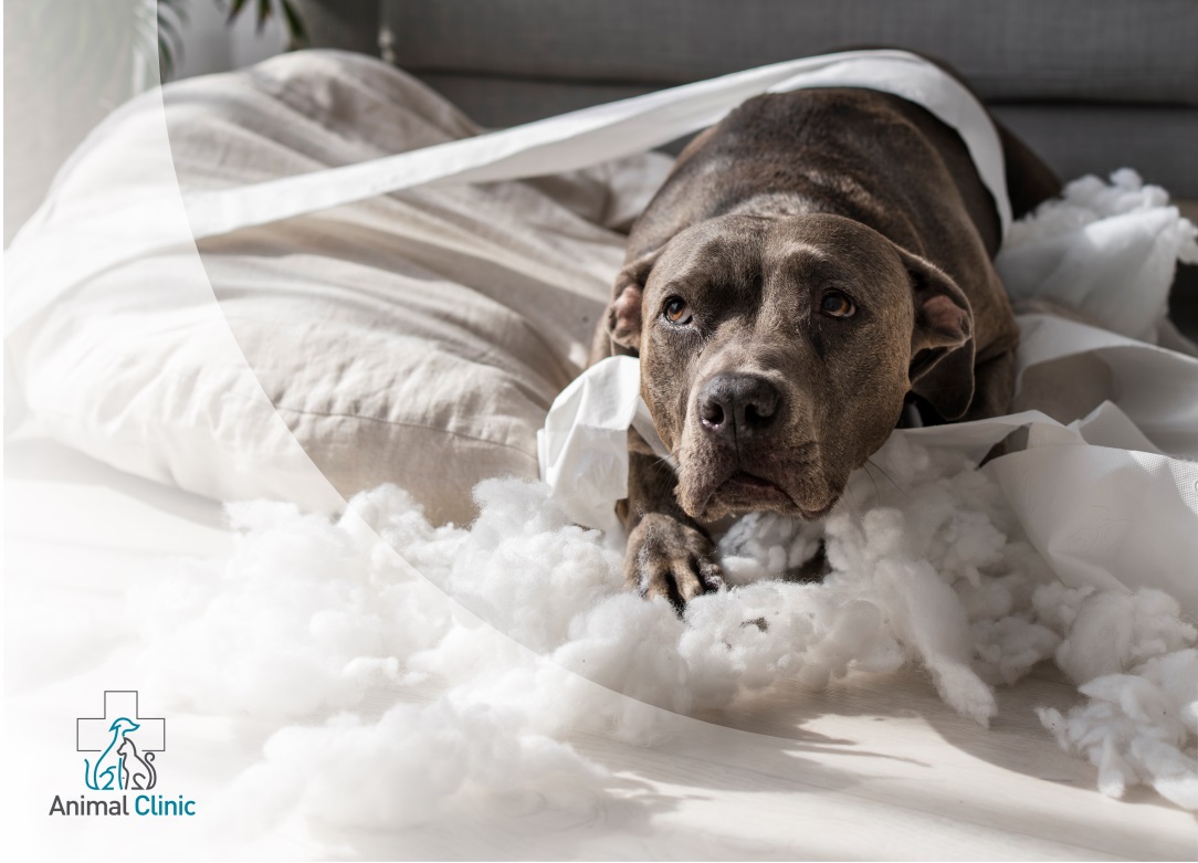 Separation Anxiety in Dogs: How to Manage It and Help Your Pet