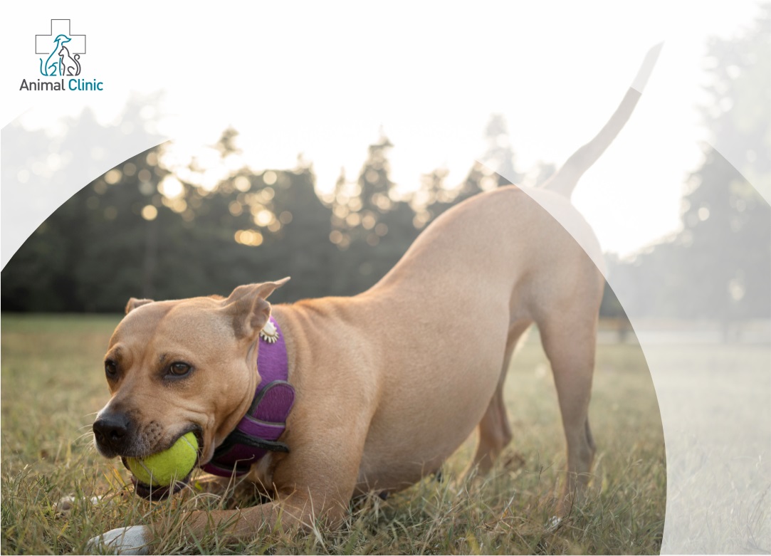 Sporting Dog Breeds: Training, Competitions, and Health of Active Dogs