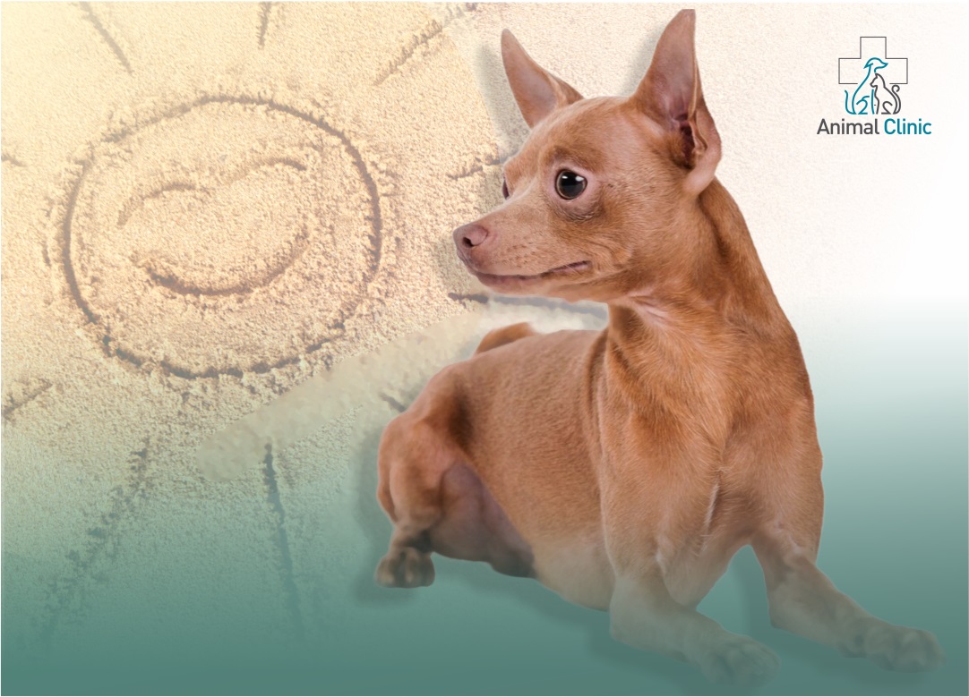 Does Your Dog Need Sunscreen?