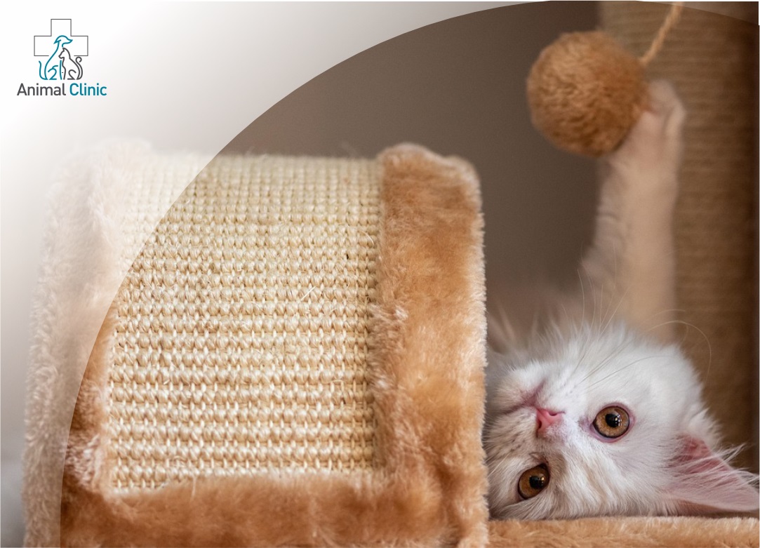 Pet Sitting or Pet Hotel: What’s the Best Option When You Go on Vacation Without Your Pet?