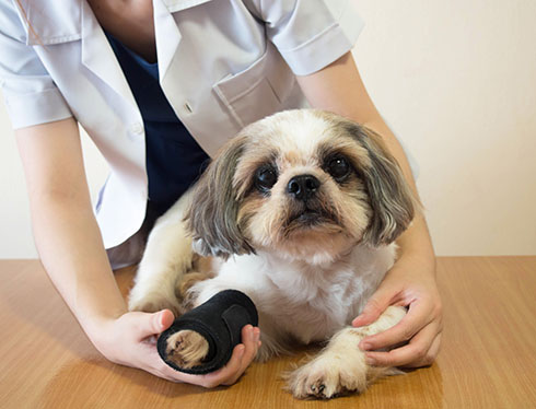 Rehabilitation of animals after orthopedic diseases