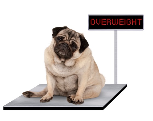 Hyperadrenocorticism in dogs: diagnosis and treatment