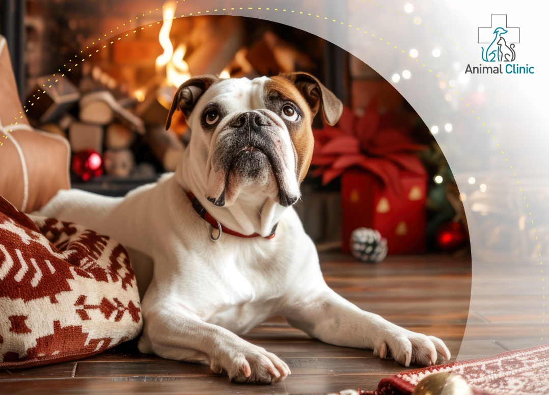 How to take care of a pet on New Year's holidays?