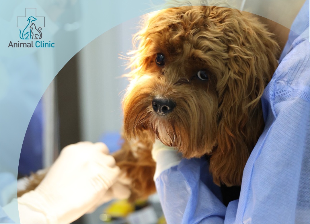 THE SURGICAL PREPARATION PROCESS