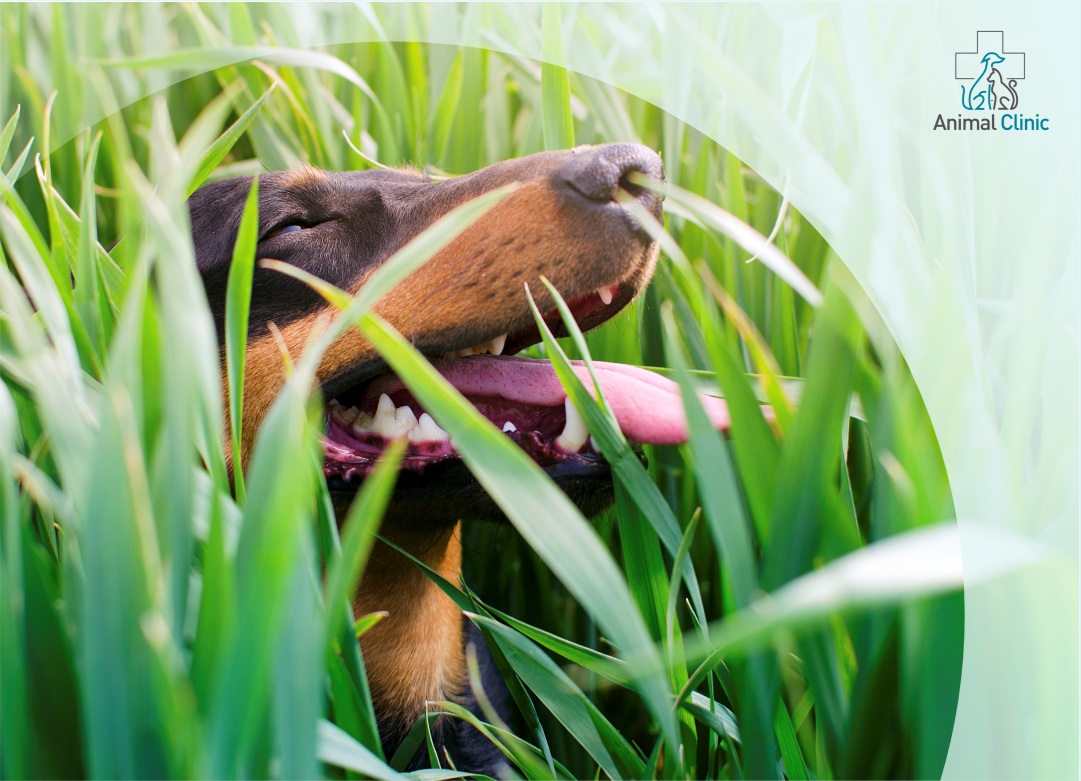 LAWN CHEMICAL TREATMENTS AND THEIR IMPACT ON PETS