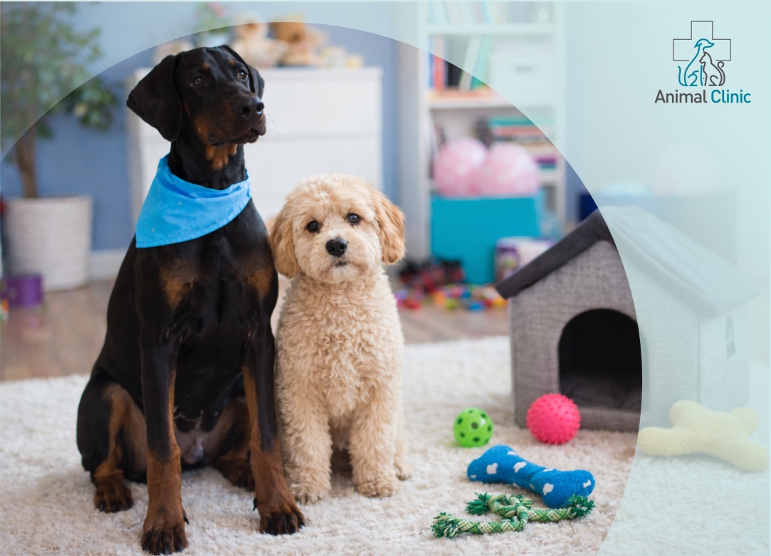 Dog Daycare in Los Angeles: How to Know If Dog Daycare Is Right for Your Pet