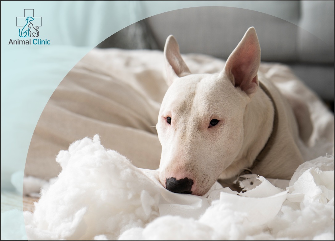 How Daycare Helps Reduce Anxiety and Hyperactivity in Dogs
