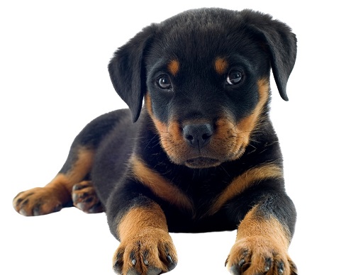 Cropping ears and tails in dogs