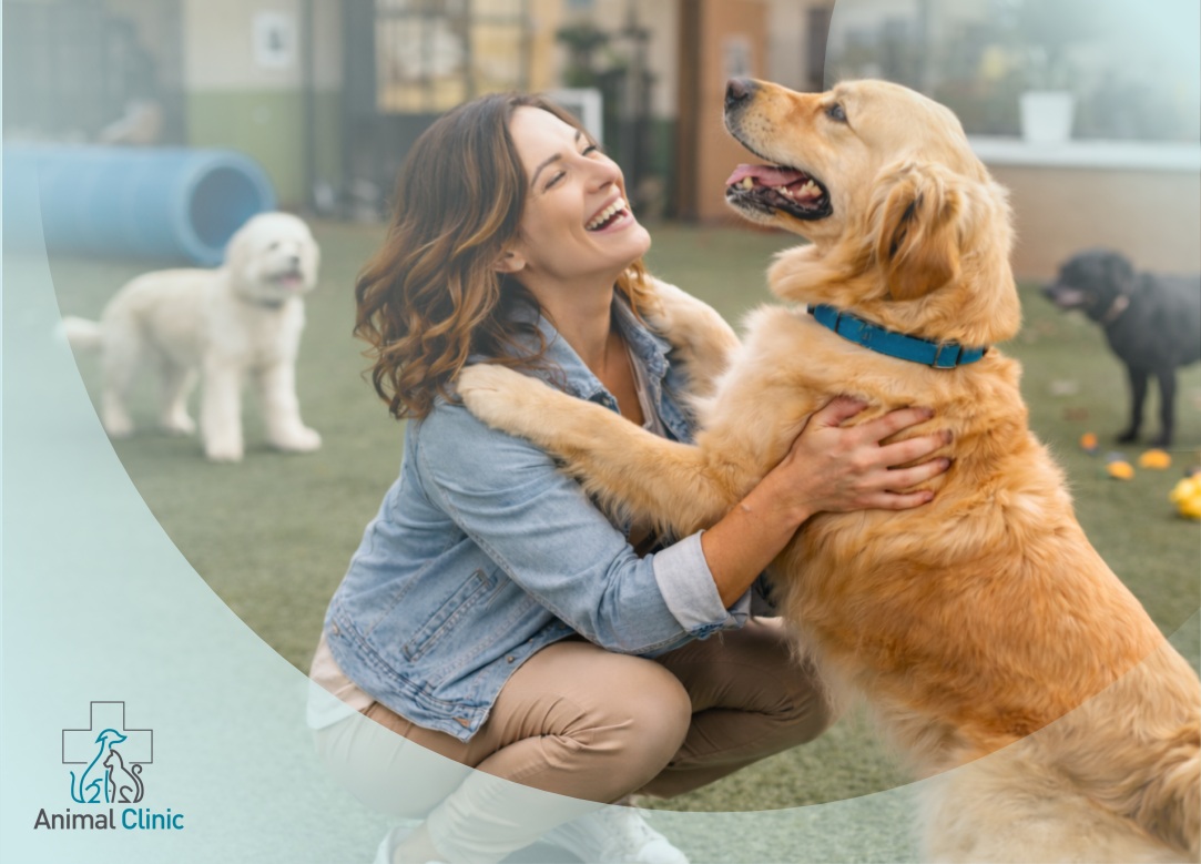 What Are the Requirements for Attending Dog Daycare in California?