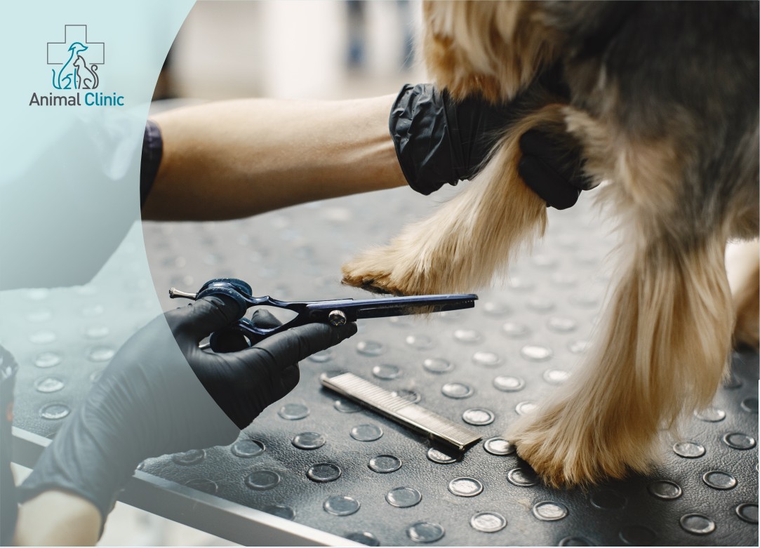 How Often Do Different Dog Breeds Need Grooming?