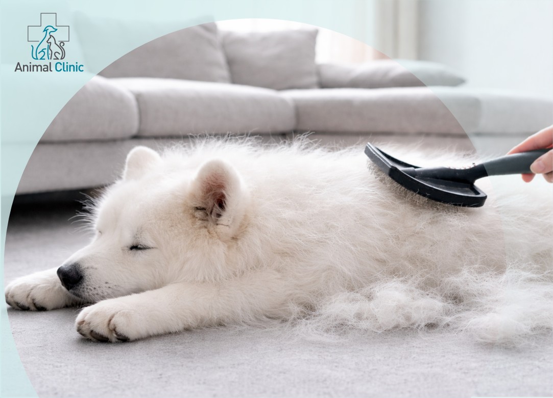 Secrets to Reducing Shedding at Home
