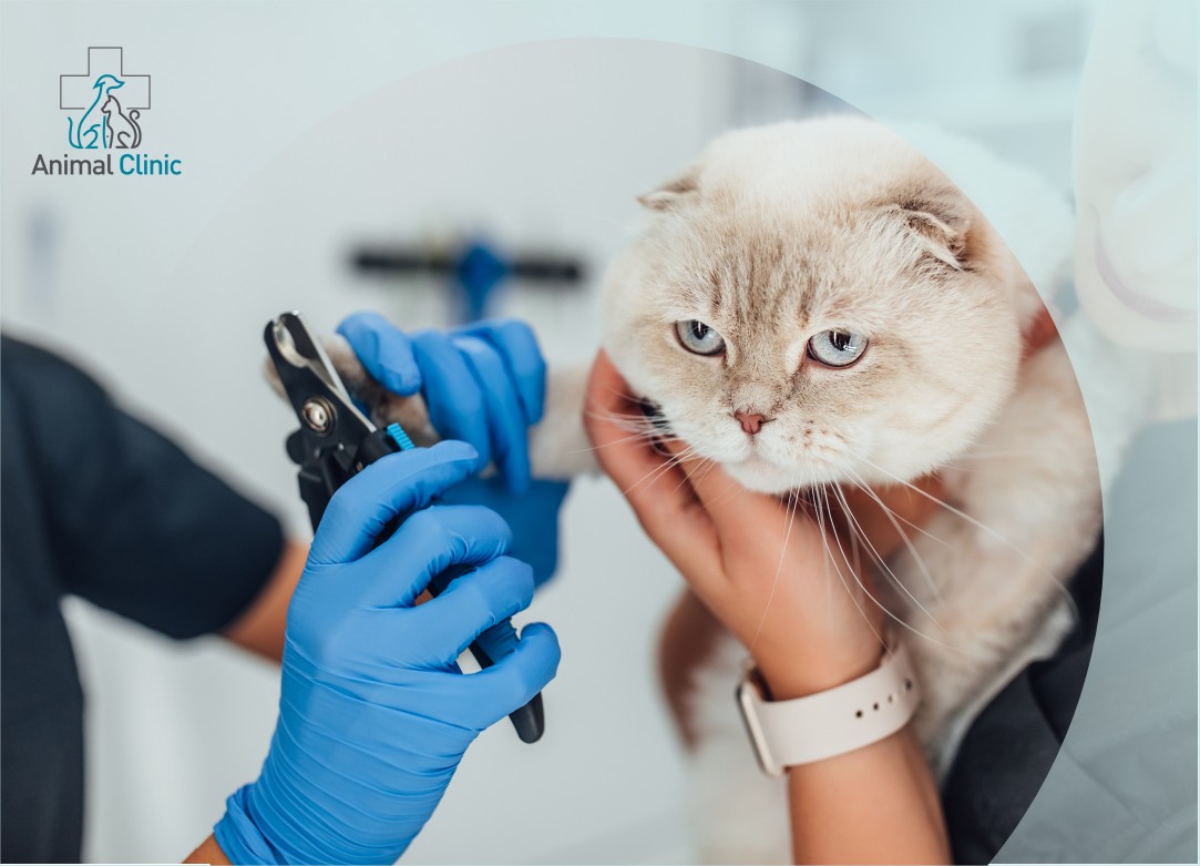 Cat Grooming: When Is It Needed and How to Avoid Stress?