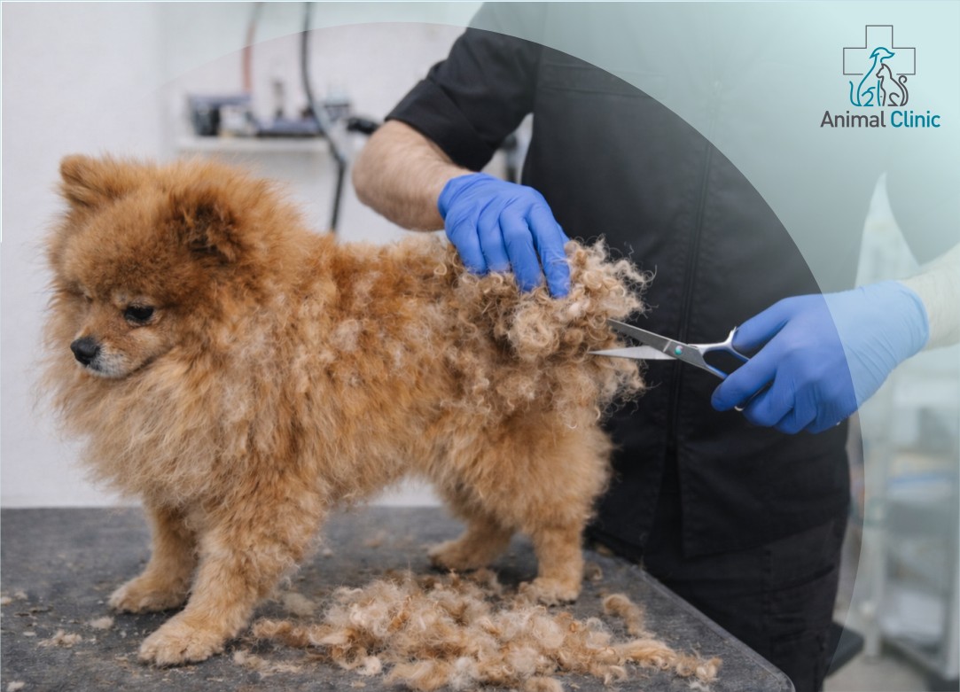 Mats Are a Dermatological Issue: How to Remove and Prevent Them
