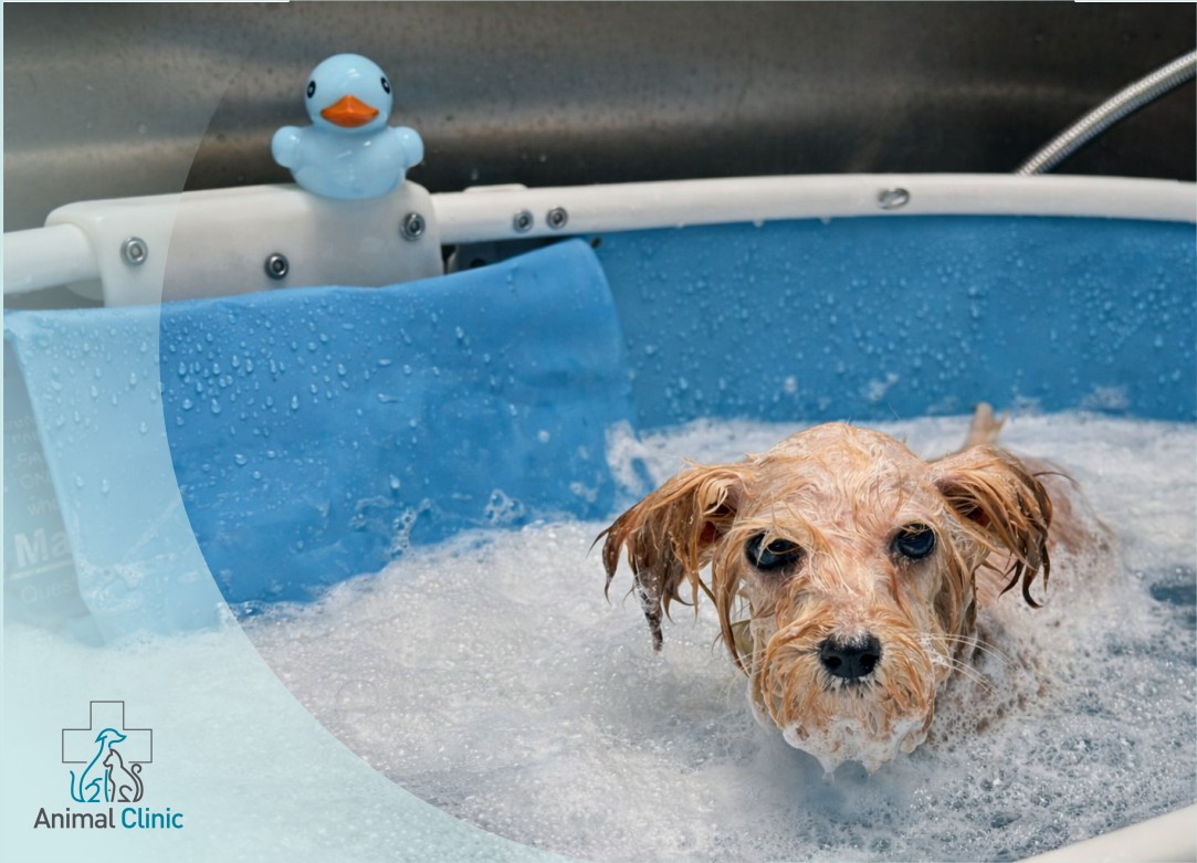 Ozone Spa for Dogs and Cats: What It Is and Why It’s Popular in Los Angeles