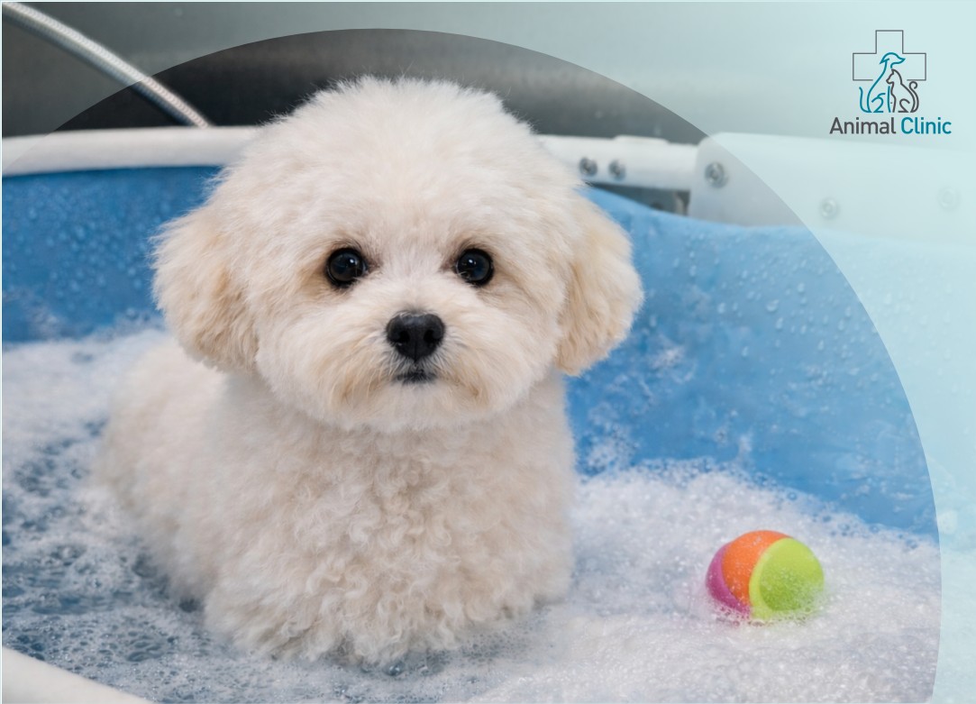 Ozone Therapy for Coat Health: Who Benefits Most and How Often Should It Be Done?