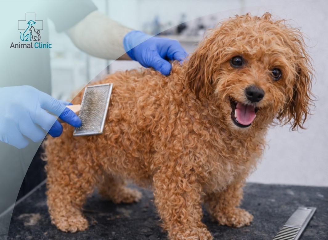 Ozone Baths as Part of Grooming After Dermatological Conditions