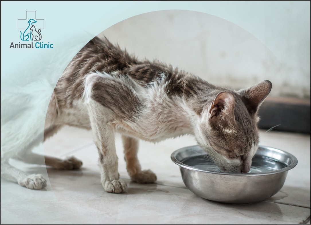 Diabetes Mellitus in Dogs and Cats: Symptoms, Treatment, and Nutrition