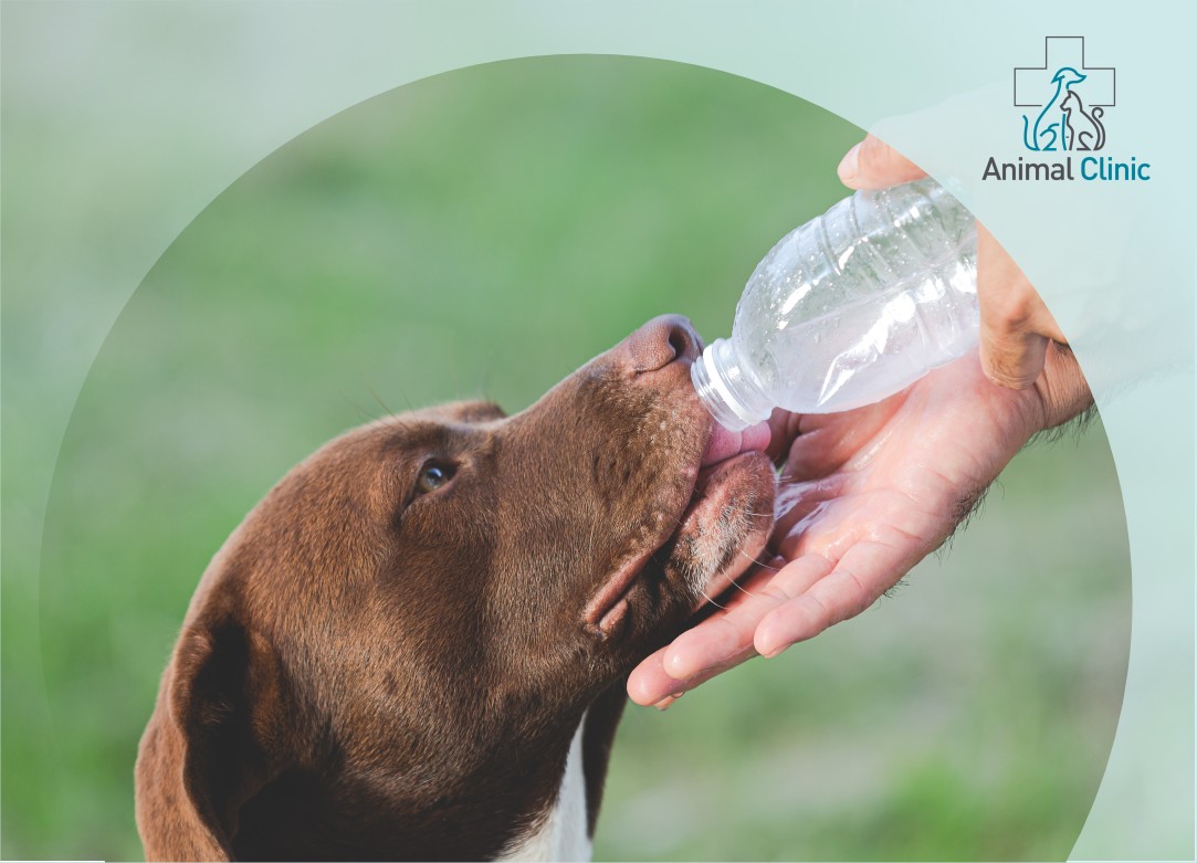 Why Is My Pet Drinking So Much Water and Urinating Frequently?