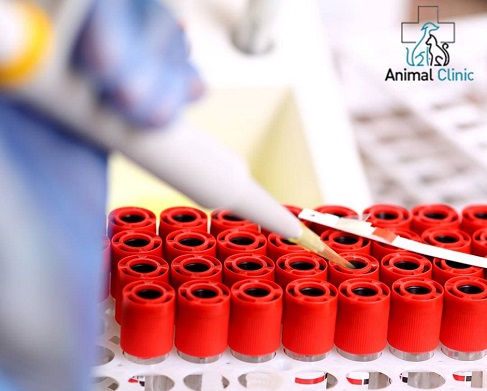 Blood parasitic diseases: anaplasmosis and ehrlichiosis