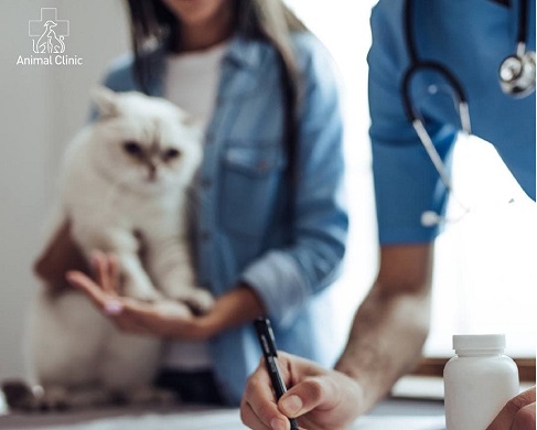 How to take a pet's feces for analysis?