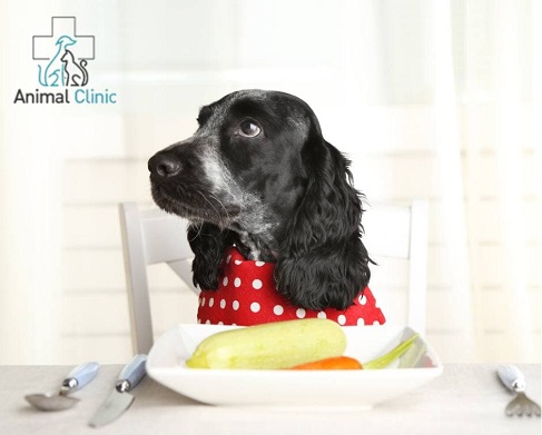 Top 5 Mistakes when  Feeding a Dog