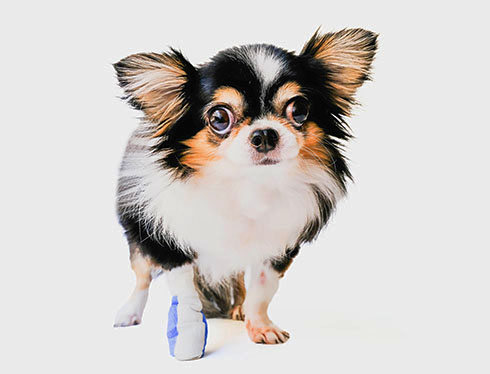 Surgical treatment of radial bone head dislocation in dogs of dwarf breeds