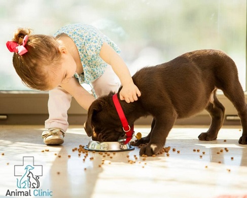 Do I need to salt dog food?