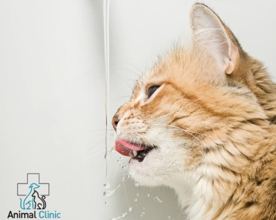 How to protect your pet from heat stroke?