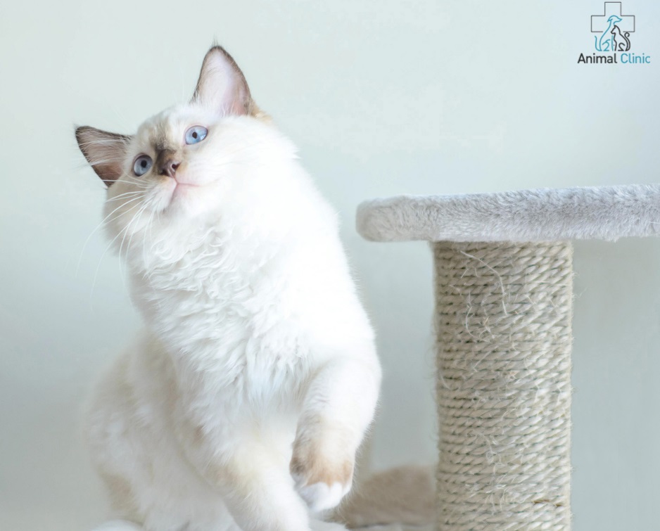 Secrets of feline behavior