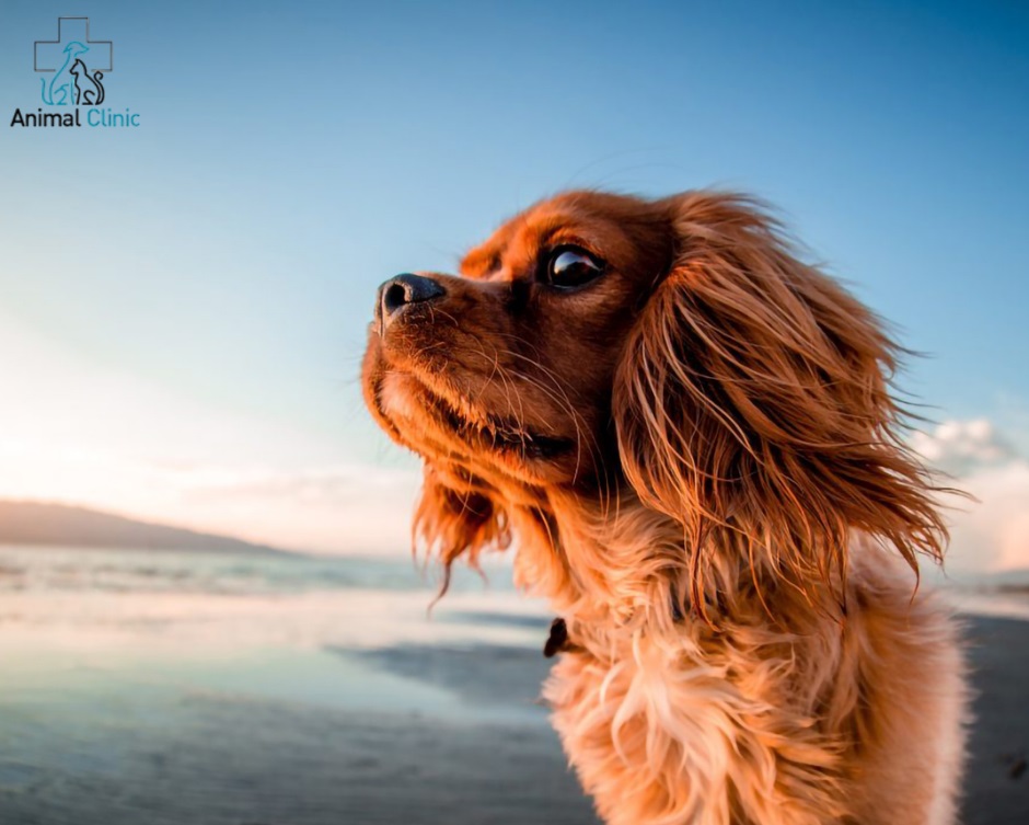 Rest near the pond: safety precautions for dog owners